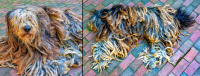 Bergamasco Shepherd dog, Maine © 2013 Keith Trumbo