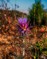 Artichoke Thistle, Algarve © 2023 Keith Trumbo