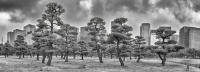 Japanese Red Pine trees, Imperial Palace of Tokyo, Tokyo © 2024 Keith Trumbo
